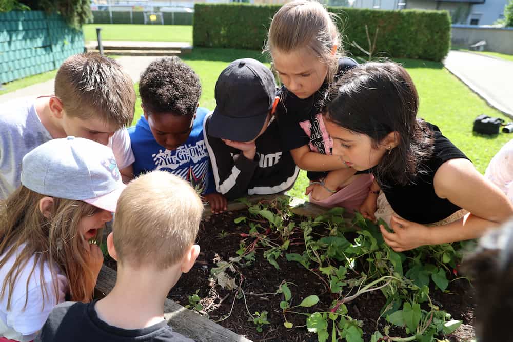 Volksschule Brockmann Schulgarten
Die Kinder lernen und bestaunen in unserem Schulgarten die Pflanzen und Kräuter welche sie selbst angesetzt haben.